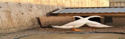 Ducks poultry for sale: White Indian Runner Duck laying pair in Huntingdon - Advert 3