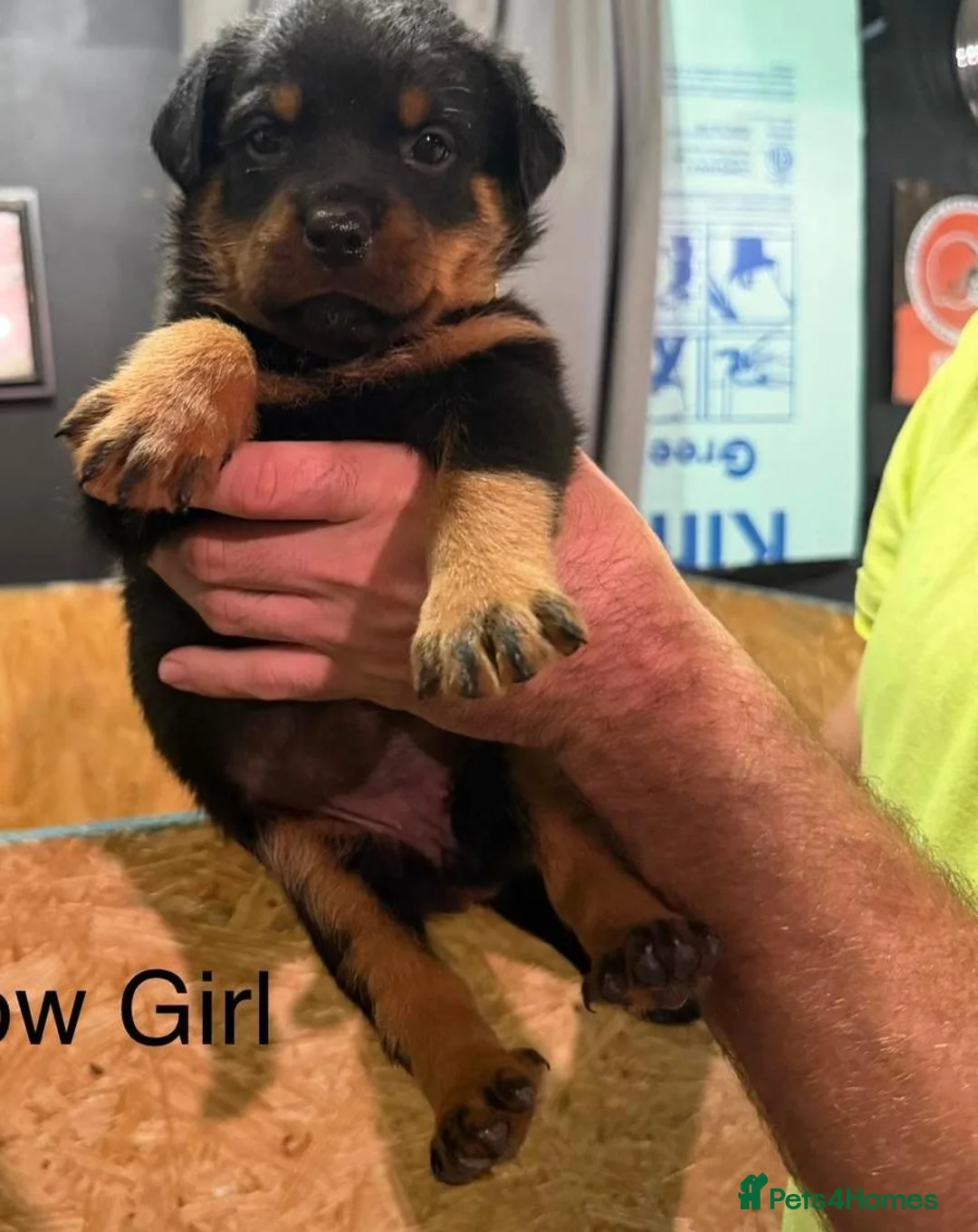 Rottweiler dogs for sale: 🤝🤝Humble🫧Gentle🤝German💼rottie🤝 pups in Dumfries - Advert 2