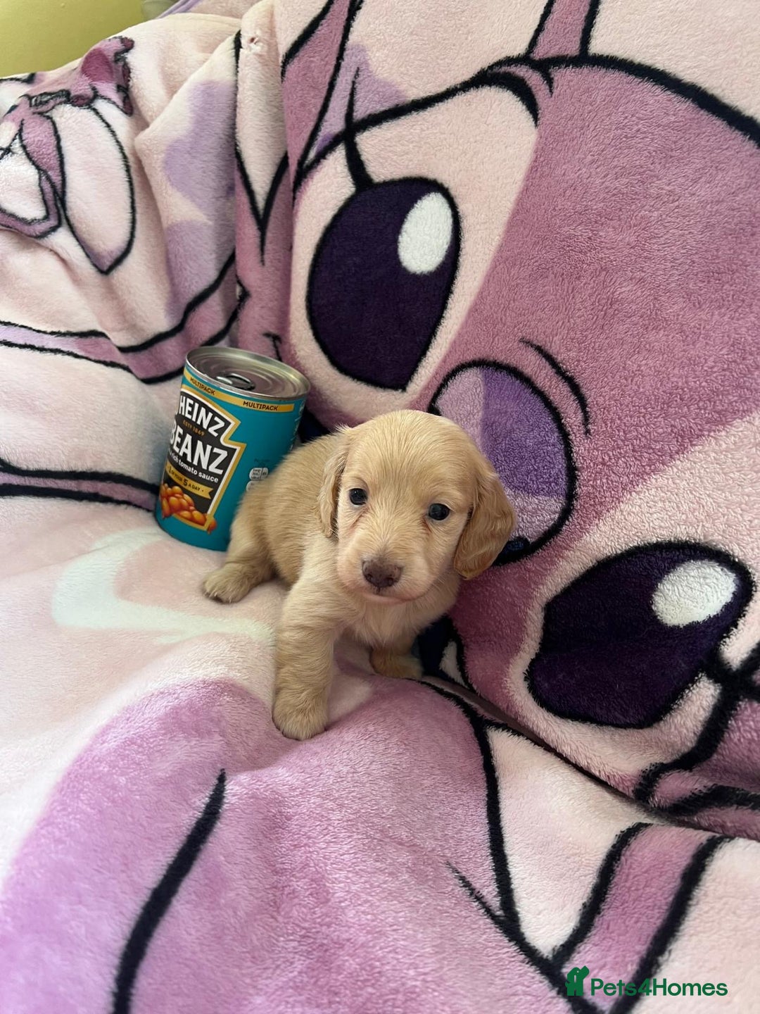 Miniature Dachshund dogs for sale: Miniature long hair dachshunds  - Image 2