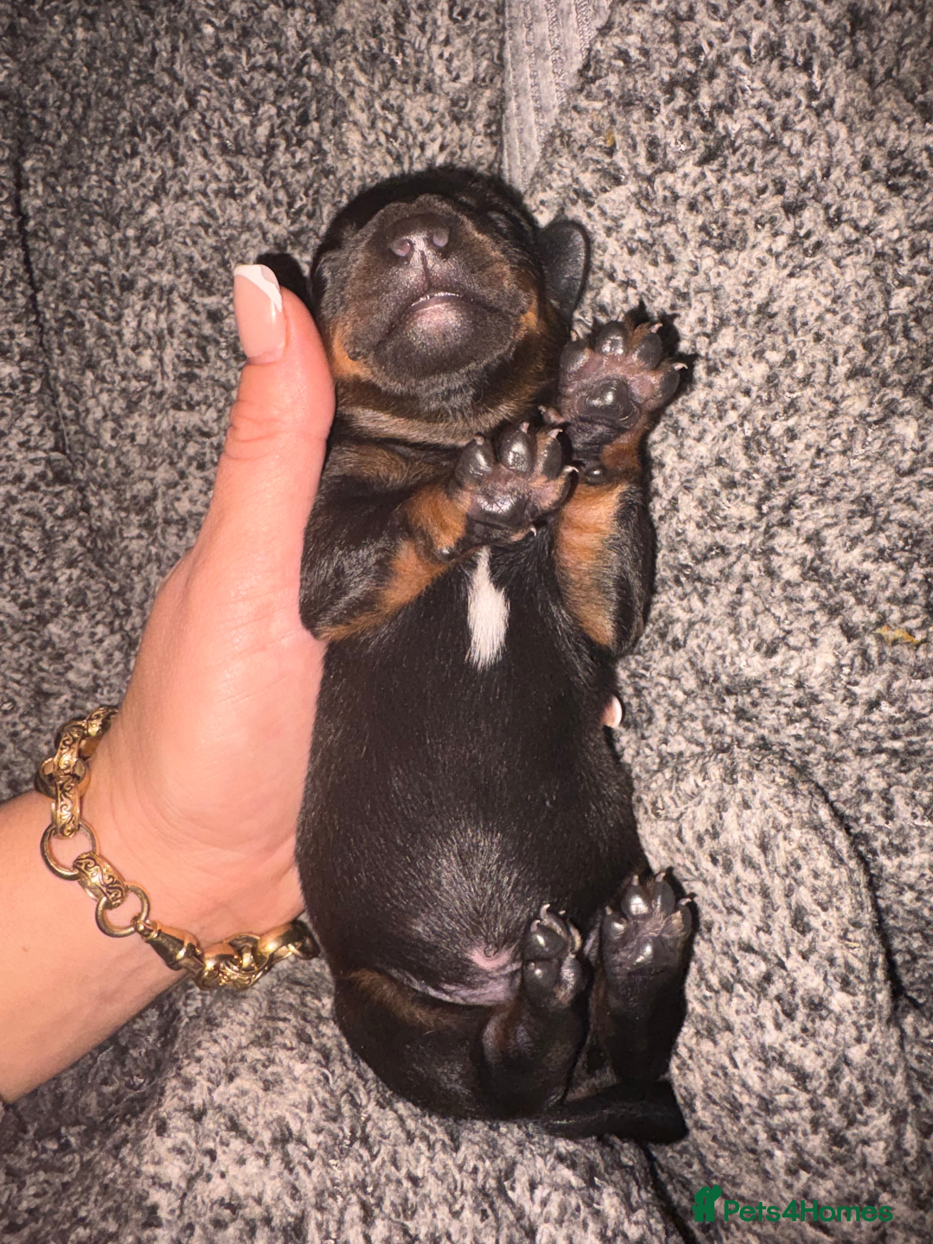 Dachshund dogs Beautiful dachshunds  - Advert 2