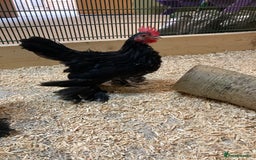 Chickens poultry for sale: Fancy Pekin Bantam Cockerals - Image 1