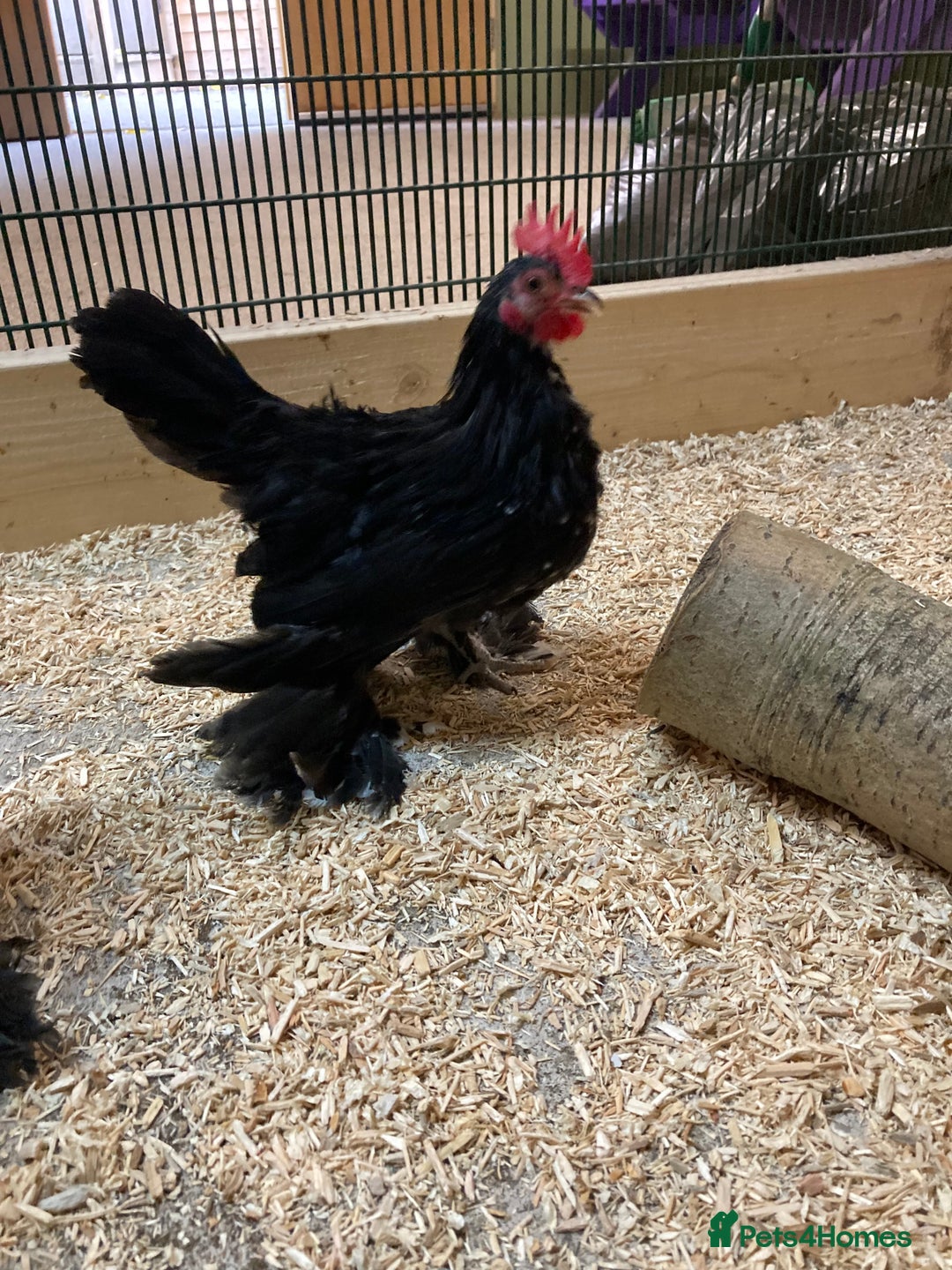 Chickens poultry for sale: Fancy Pekin Bantam Cockerals - Image 1