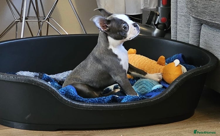 Boston Terrier dogs - Advert 2