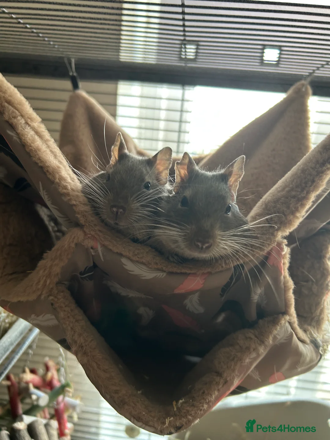 Degus rodents for sale: 2 Male Degus - Advert 1