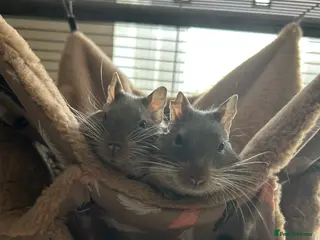 Degus rodents 2 Male Degus - Advert 1