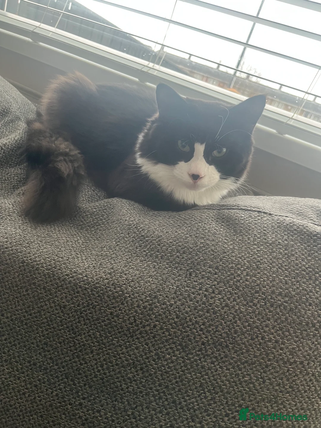Mixed Breed cats for sale: 8 month old medium haired male - Advert 2