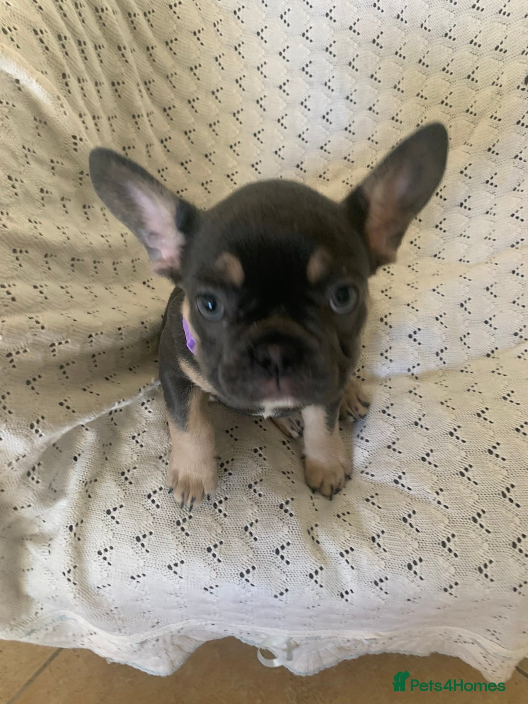 French Bulldog dogs for sale: Beautiful French Bulldogs  - Advert 7
