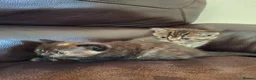 Persian cats for sale: Persian Cross Kittens for Sale - Advert 6