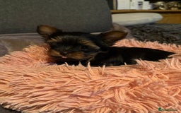 Yorkshire Terrier dogs for sale: Yorkshire terrier THE LAST GIRL LEFT READY - Image 1