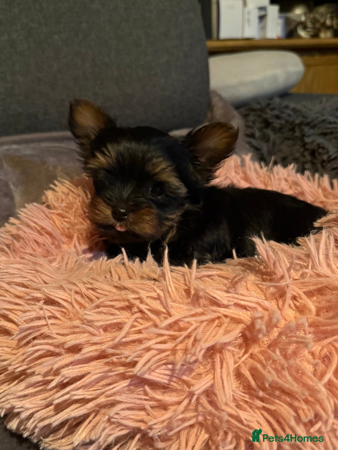 Yorkshire Terrier dogs for sale: Yorkshire terrier THE LAST GIRL LEFT READY - Image 1