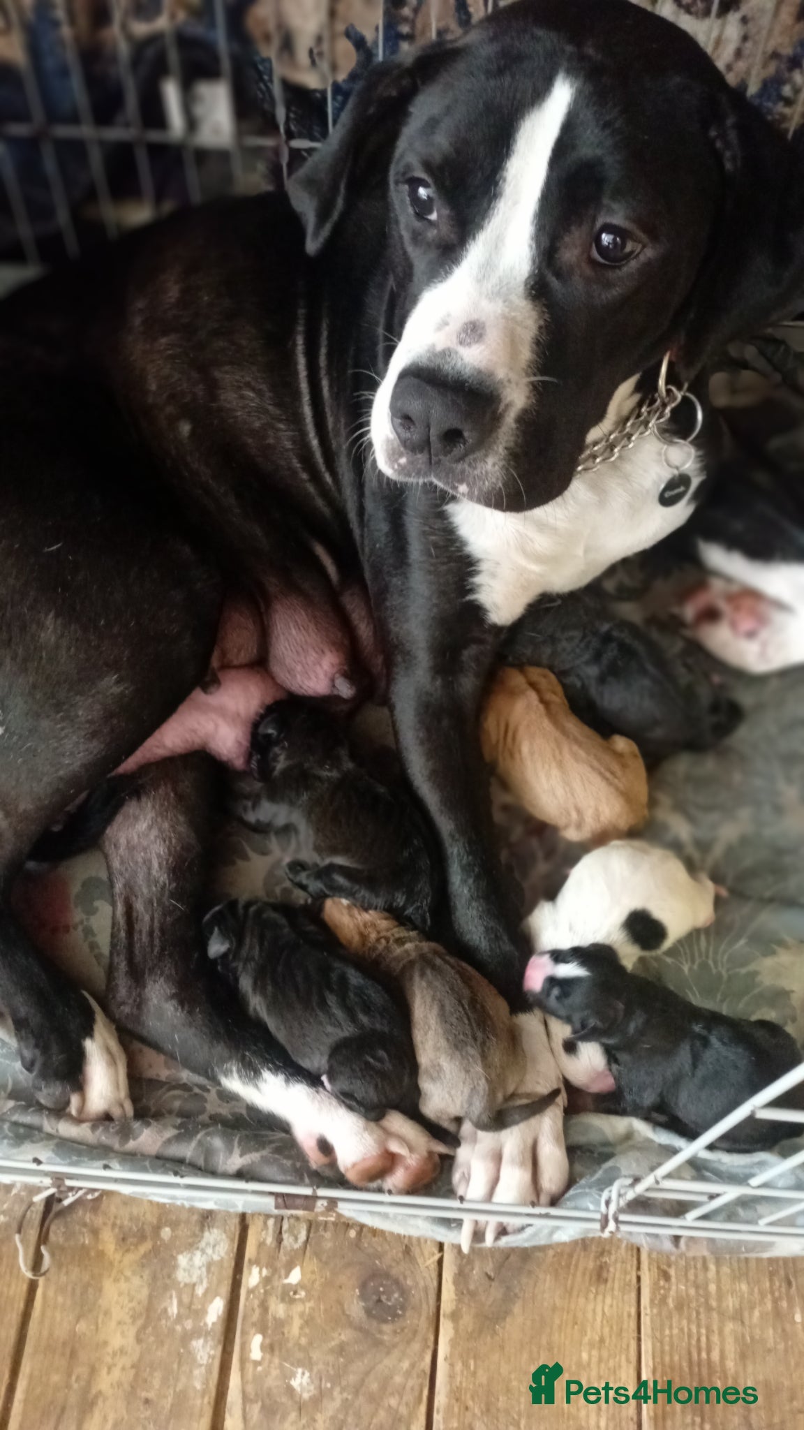 Mixed Breed dogs American mastiff  **  - Advert 2