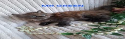 Maine Coon cats for sale: 3 Beautiful Maine coons  - Advert 7