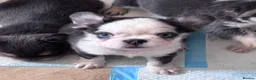 French Bulldog dogs for sale: Adorable fluffy frenchies - Advert 9