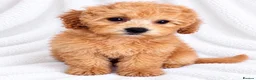 Cavapoo dogs for sale: 🐾 Cavapoo Puppies – Ready Now! 🐾 in Surbiton - Advert 11