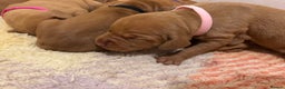 Hungarian Vizsla dogs for sale: Ready to leave KC Registered Vizsla Puppy  - Advert 28