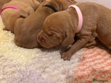 Hungarian Vizsla Puppy 9