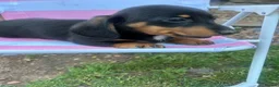 Miniature Dachshund dogs for sale: ***mini dachshunds*** in Nottingham - Advert 17