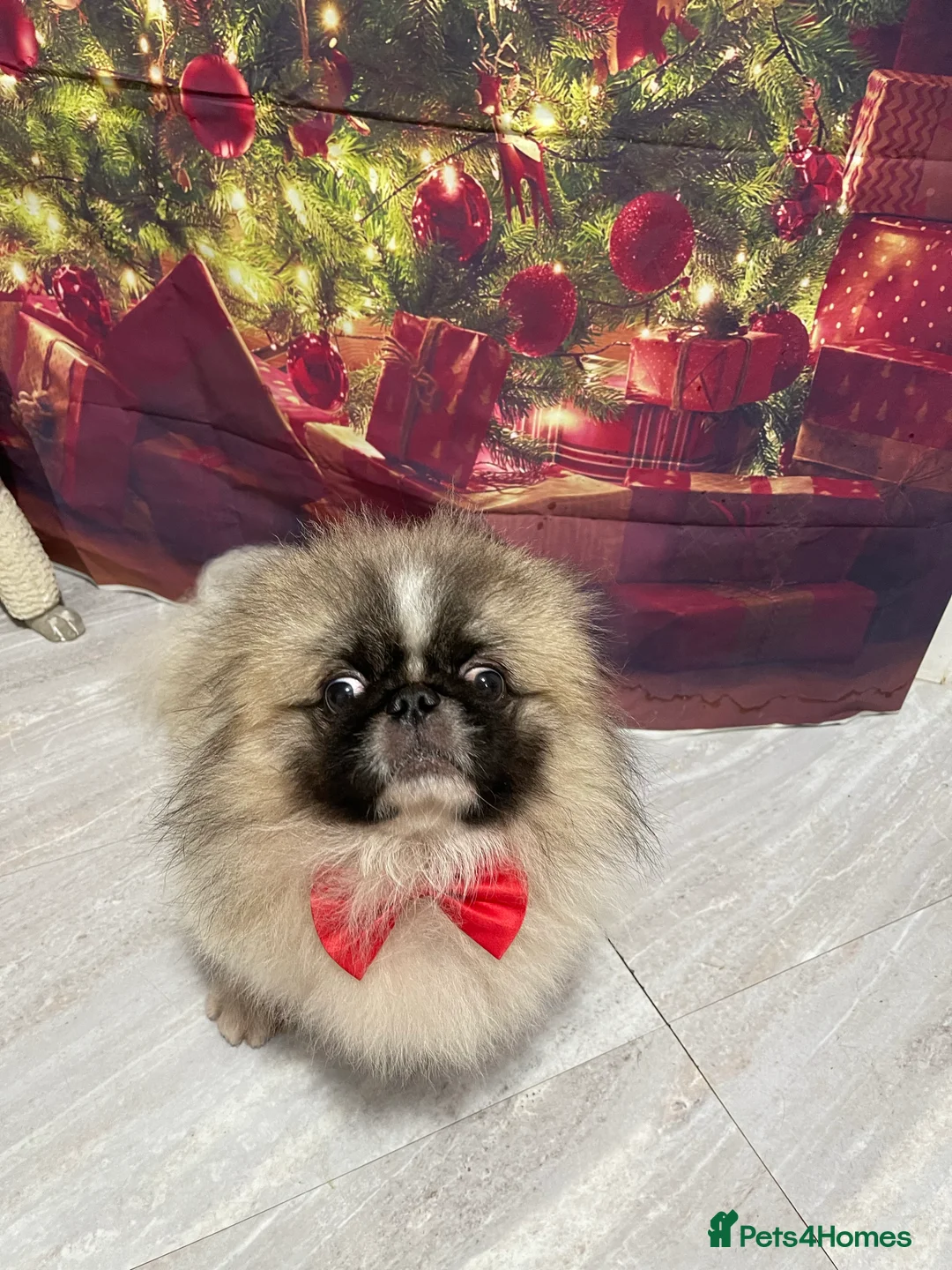 Pekingese dogs for stud: Party Coloured Pekingese in Rugby - Advert 2