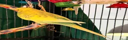 Budgerigars birds for sale: • Bonded pair — male & female young runcorn   ✅ - Advert 3