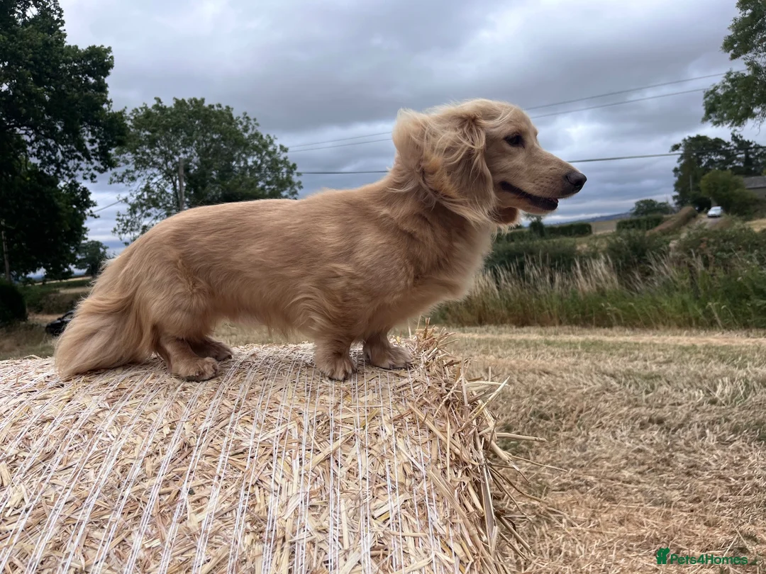 Miniature Dachshund dogs for stud: KC Health Tested Cream Miniature Dachshund Stud  - Advert 14