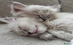 Ragdoll cats for sale: 🐾🌸STUNNING KITTENS| ONE LEFT!|🌸🐾 - Image 14
