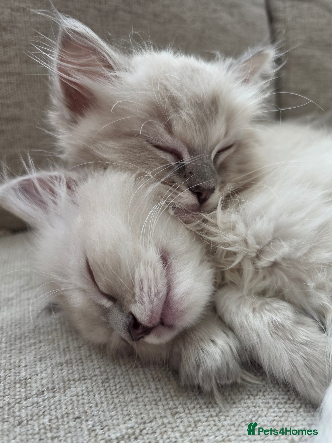 Ragdoll cats for sale: 🐾🌸STUNNING KITTENS| ONE LEFT!|🌸🐾 - Image 14