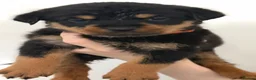 Rottweiler dogs for sale: Only 4 Beautiful Rottweiler Pups Ready in 2 weeks  - Advert 23