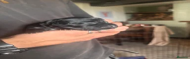 Black with white bib 
