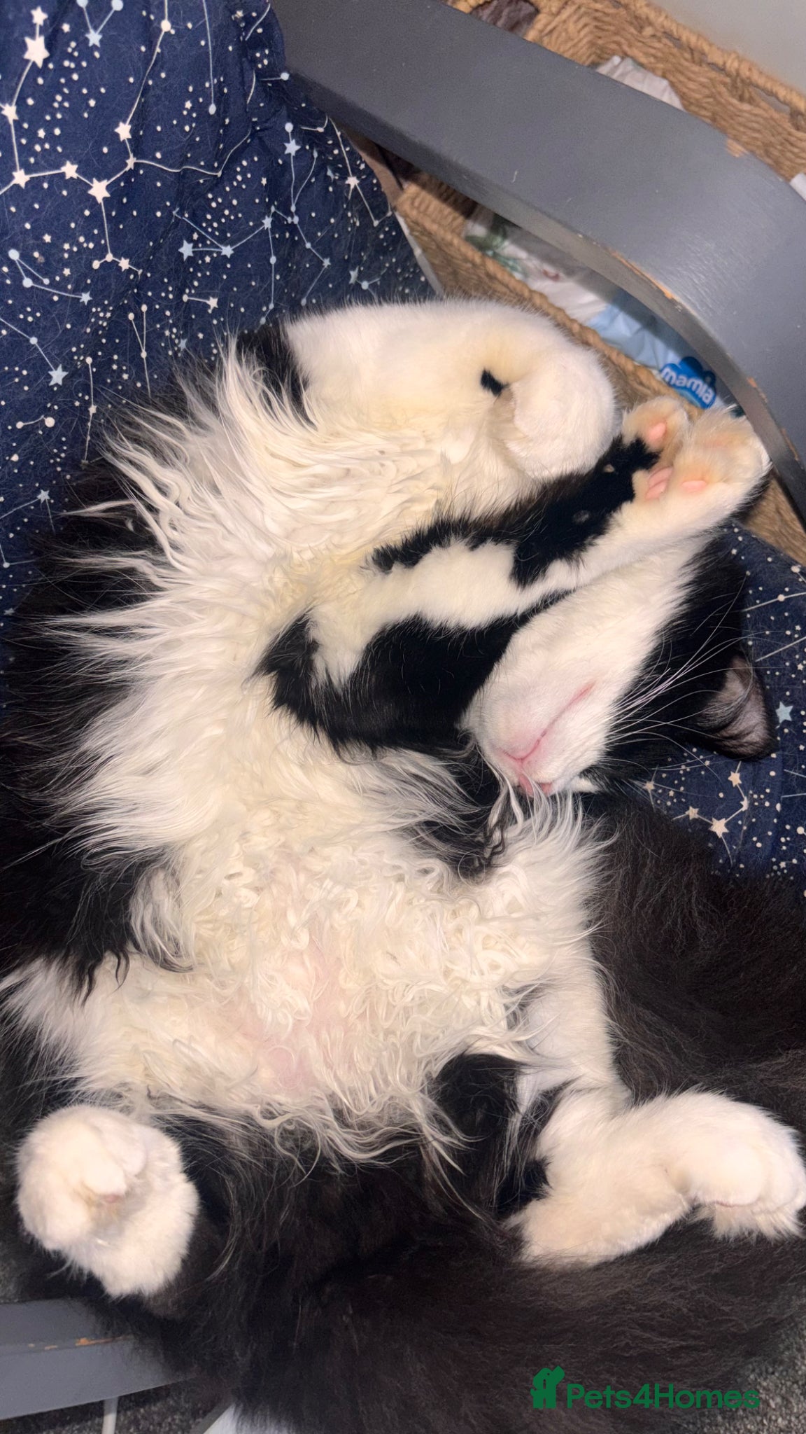 Ragcoon cats for sale: Maine coon x ragdoll polydactyl male  - Advert 2