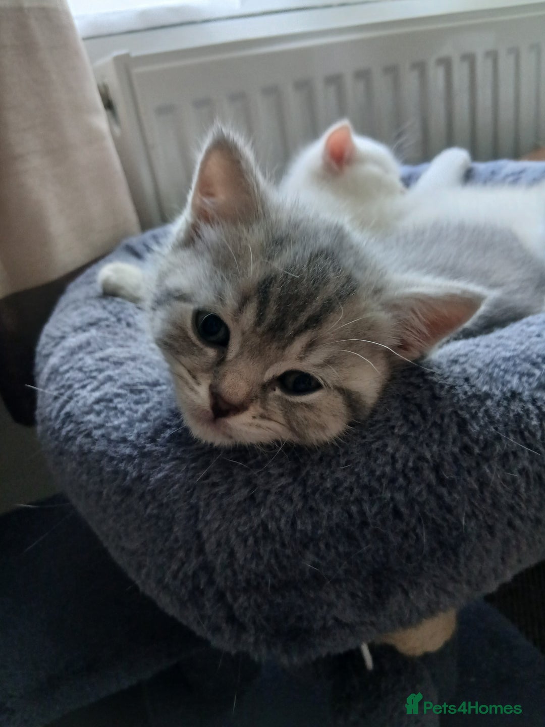 British Shorthair cats for sale: British shorthair - Image 12