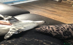 Greyhound dogs for sale: Rio - greyhound - Image 2