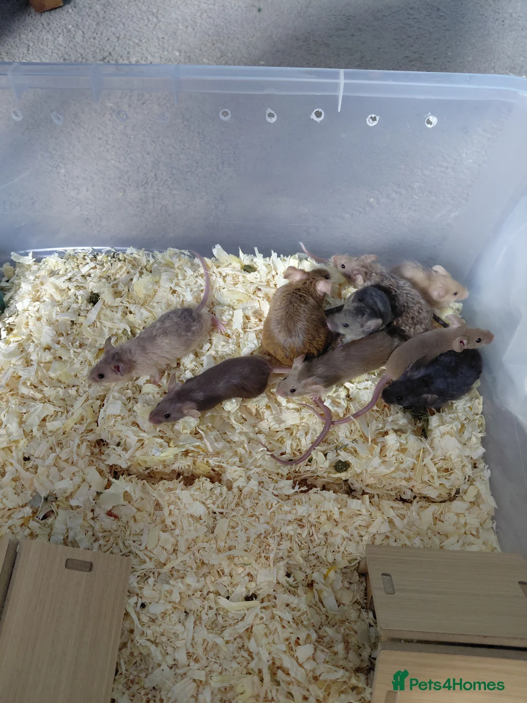 Mouse rodents for sale: Female baby mice - Advert 1