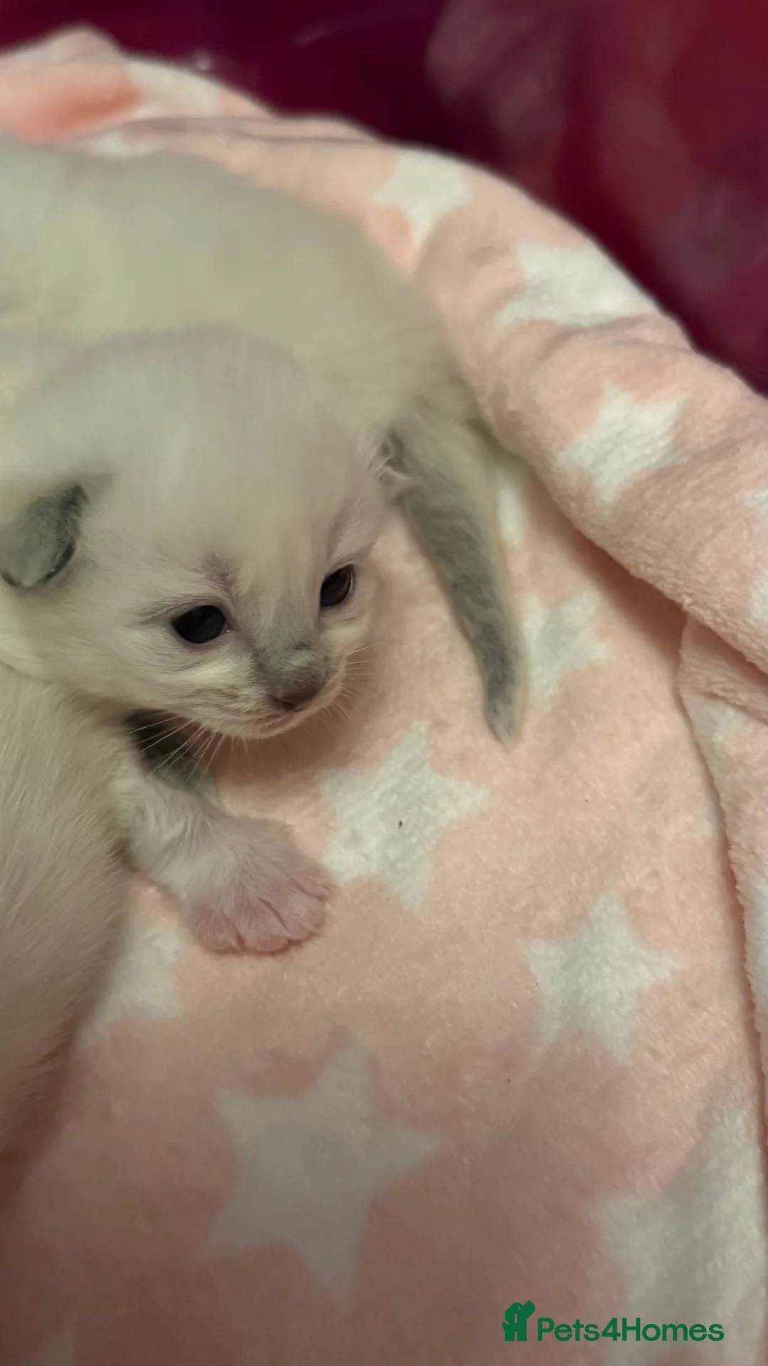 Ragdoll cats for sale: Stunning Blue Colourpoint Mitted female kittens - Advert 1