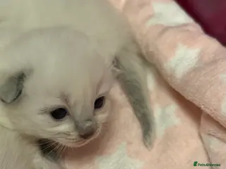 Ragdoll cats Stunning Blue Colourpoint Mitted female kittens - Advert 1