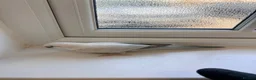 Parrots birds for sale: BEAUTIFUL QUAKER / MONK PARROTS BIRDS  - Advert 6