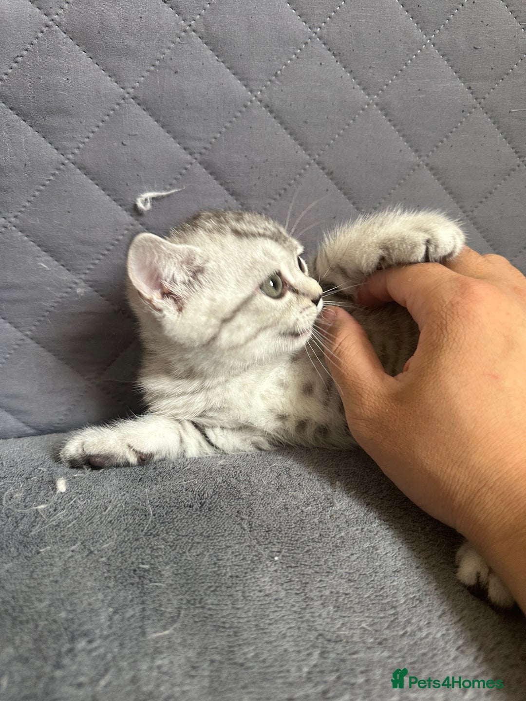 British Shorthair cats for sale: Stunning British Shorthair  - Image 3