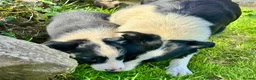 Border Collie dogs for sale: Gorgeous Male Collie Pup! Ready Now!  - Advert 9