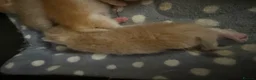 British Shorthair cats for sale: GCCF reg BSH Lilac, Blue, Chocolate Golden Kittens - Advert 5