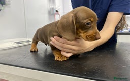 Miniature Dachshund dogs for sale: READY NOW PRA CLEAR DACHSHUND PUPPIES - Image 28