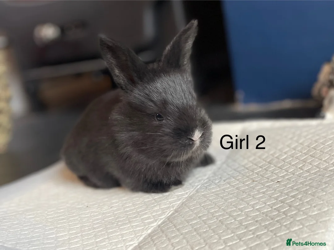 Continental Giant rabbits for sale: Brand new litter pure bred continental giants - Advert 1