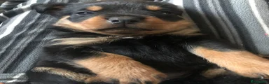 Rottweiler 6