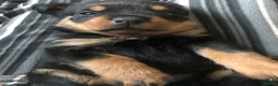 Rottweiler dogs for sale: Rottweiler puppies ready on the 16th of October - Advert 2