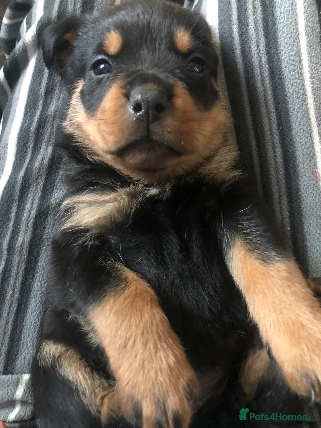 Rottweiler dogs for sale: Rottweiler puppies ready on the 16th of October - Advert 2