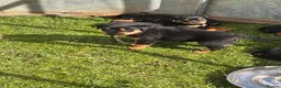 Rottweiler dogs for sale: Stunning Rottweiler Puppies  - Advert 4