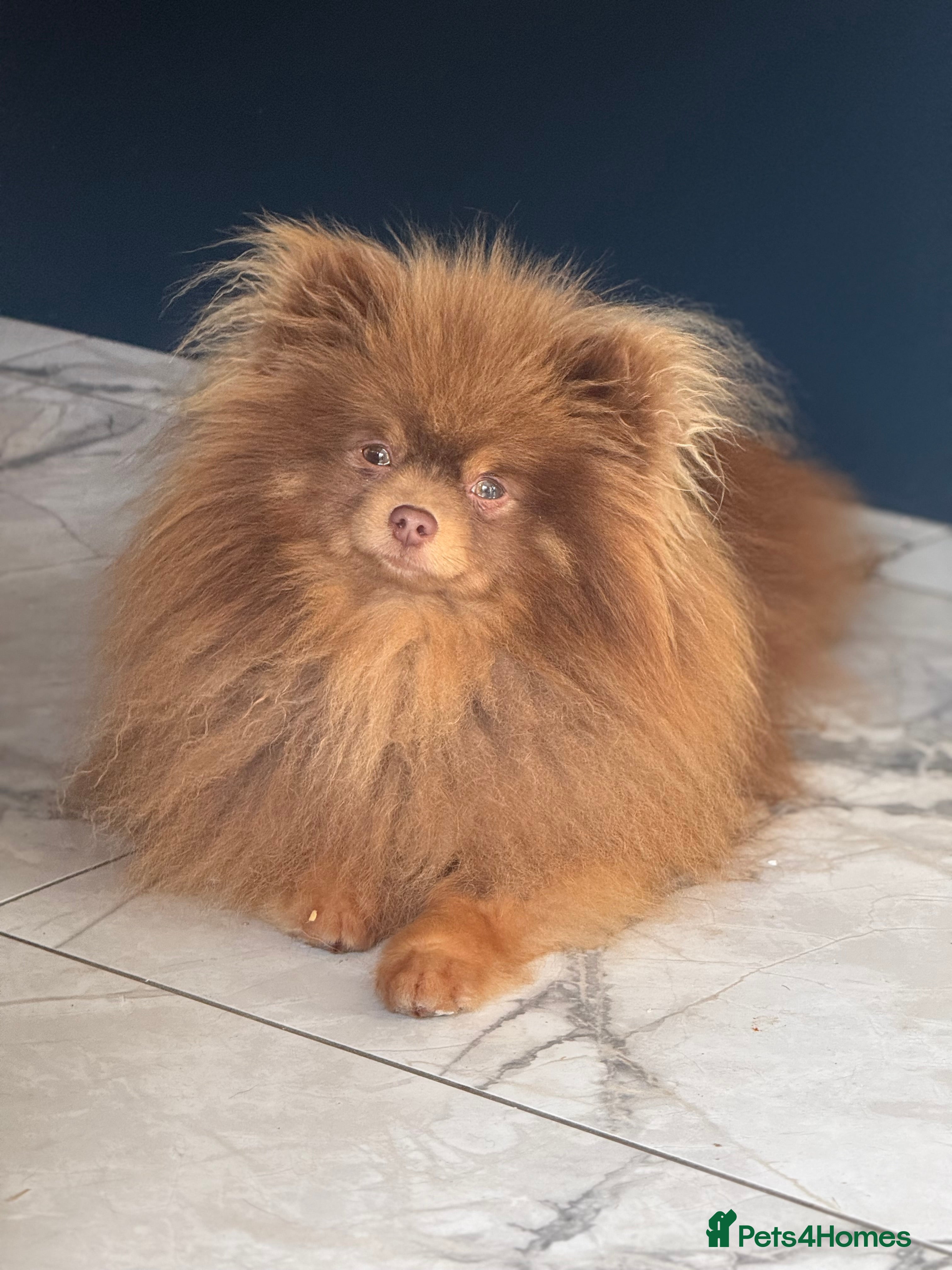 Pomeranian dogs Outstanding Choc Tan Boy kc 🔥 in Pontefract - Advert 22