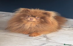 Pomeranian dogs for stud: Outstanding Choc Tan Boy kc 🔥 in Pontefract - Image 1