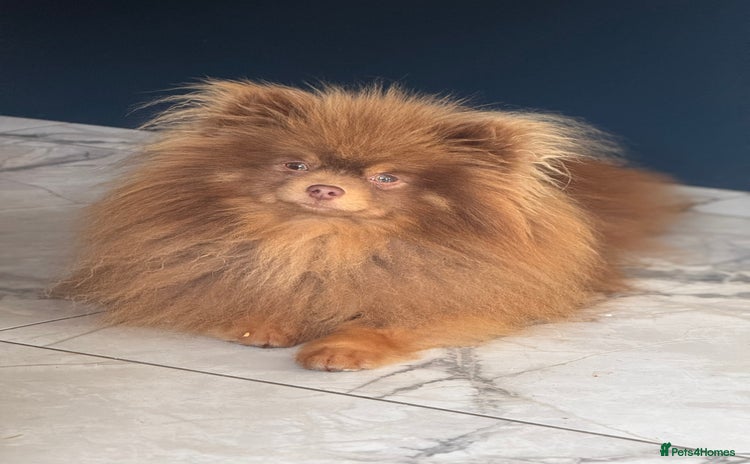 Pomeranian dogs in Pontefract - Advert 20