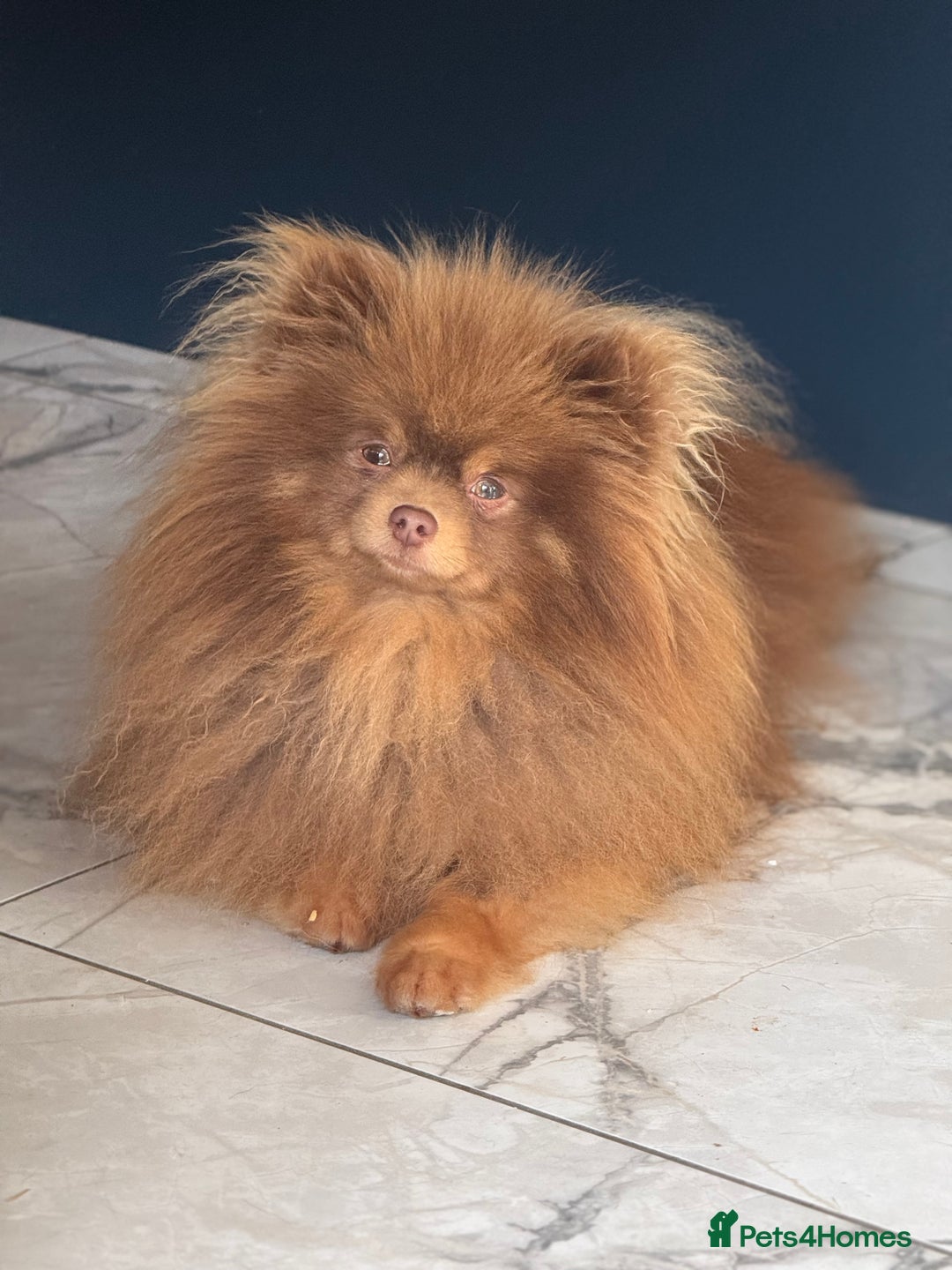 Pomeranian dogs for stud: Outstanding Choc Tan Boy kc 🔥 in Pontefract - Image 1