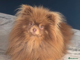 Pomeranian dogs in Pontefract - Advert 26