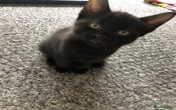 British Shorthair cats for sale: 🐾 A Rare Band of Ghost Tabby Kittens 🐾 - Image 23